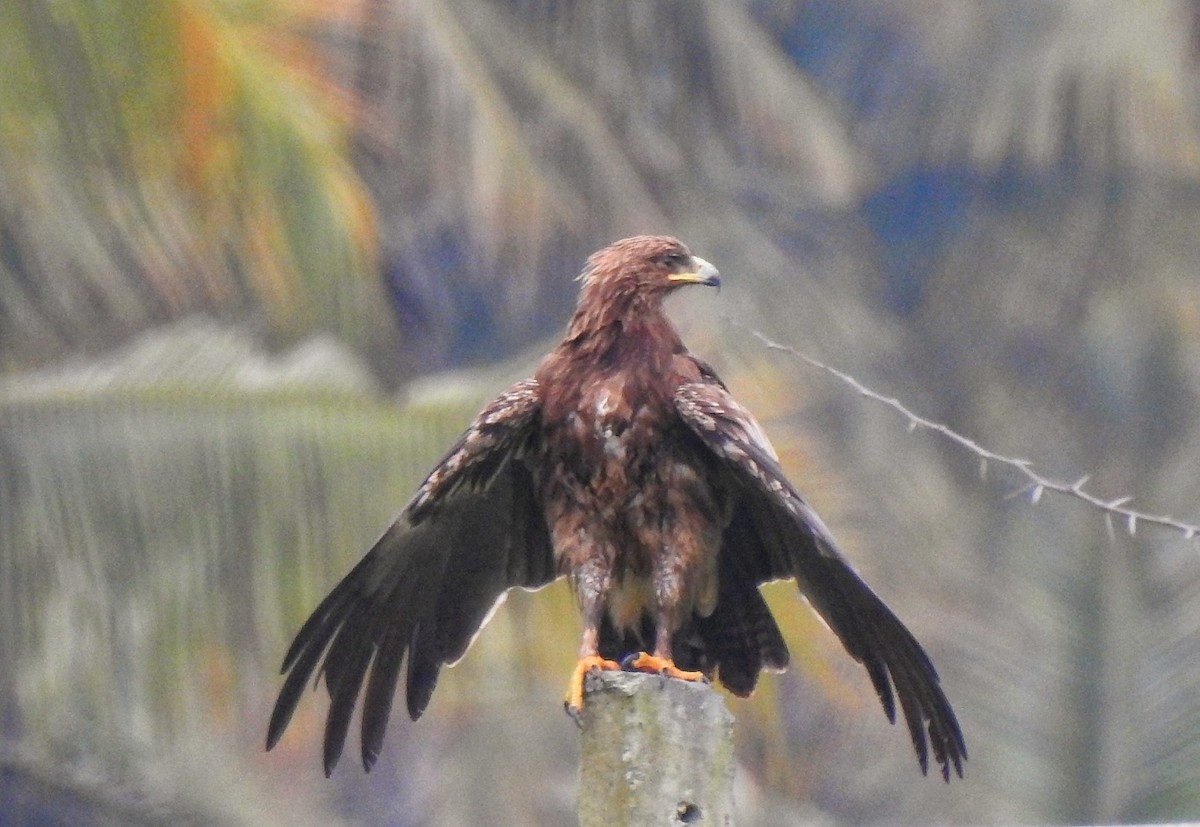 Greater Spotted Eagle - ML512080811