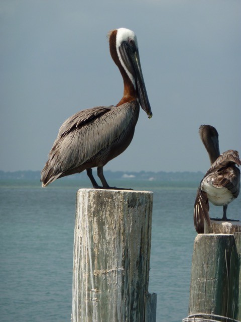 Brown Pelican - ML51208211