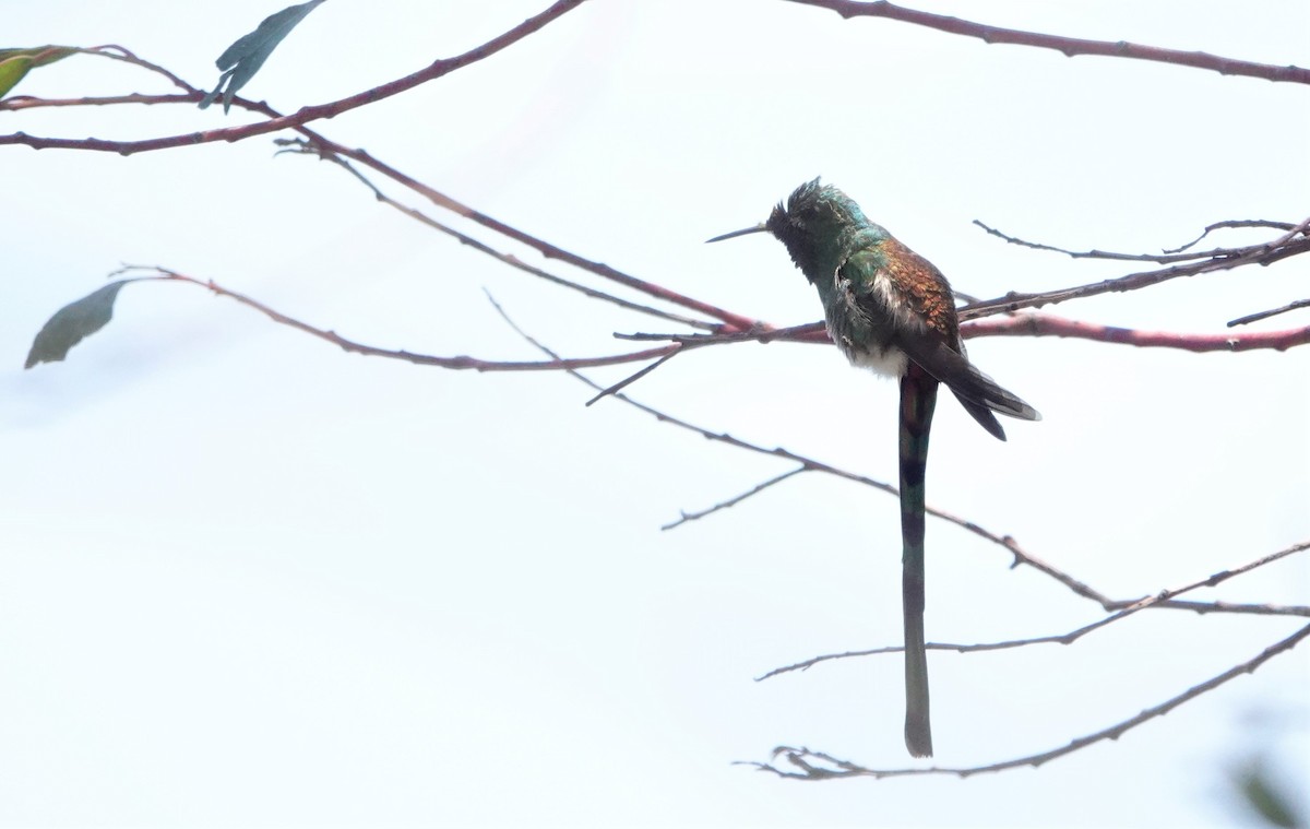 Red-tailed Comet - ML512083121