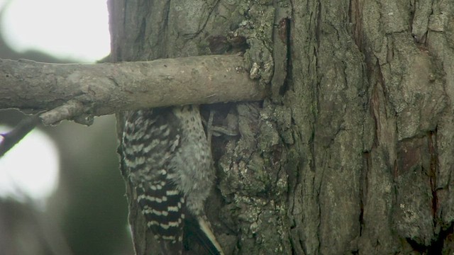 Nuttall's Woodpecker - ML512085441