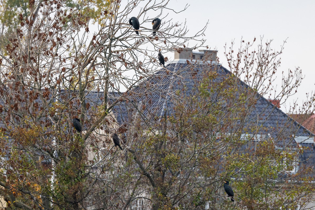 Great Cormorant - ML512086561