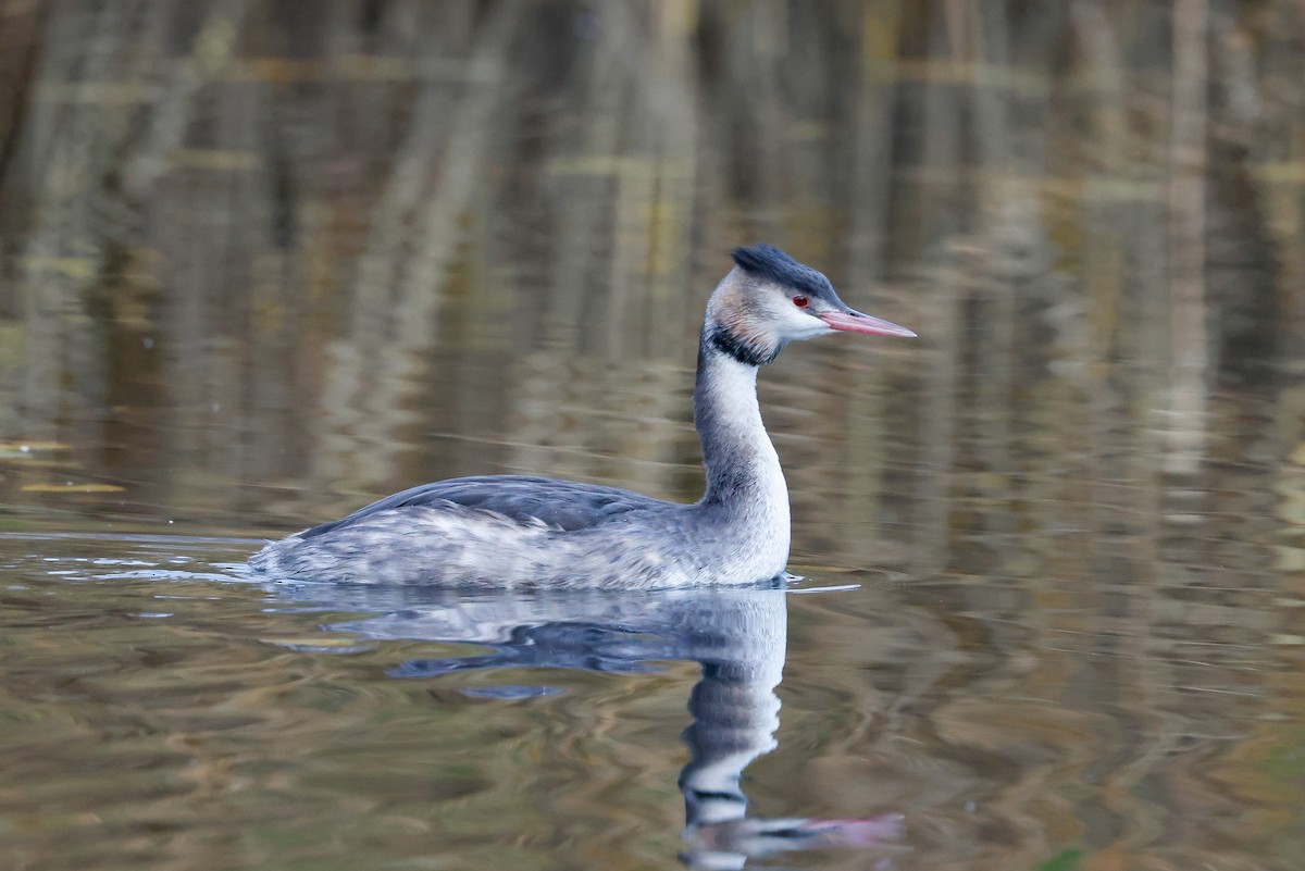 Great Crested Grebe - ML512086661