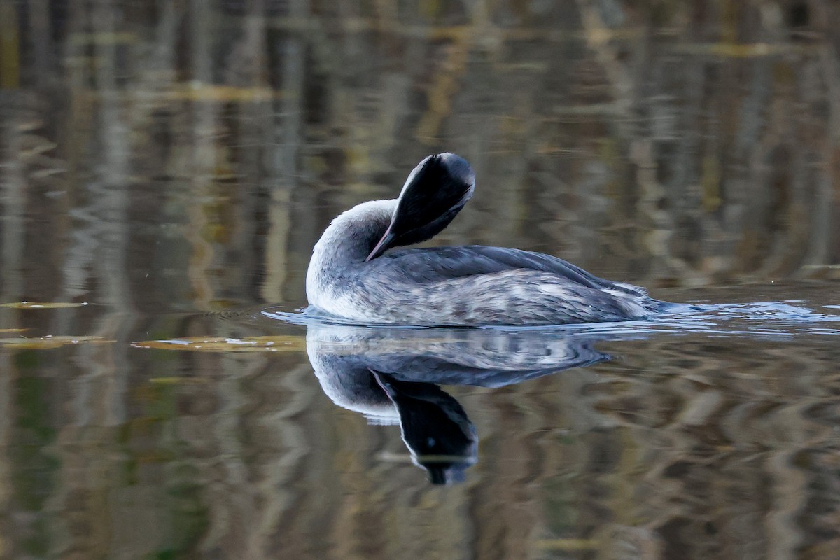 Great Crested Grebe - ML512086671