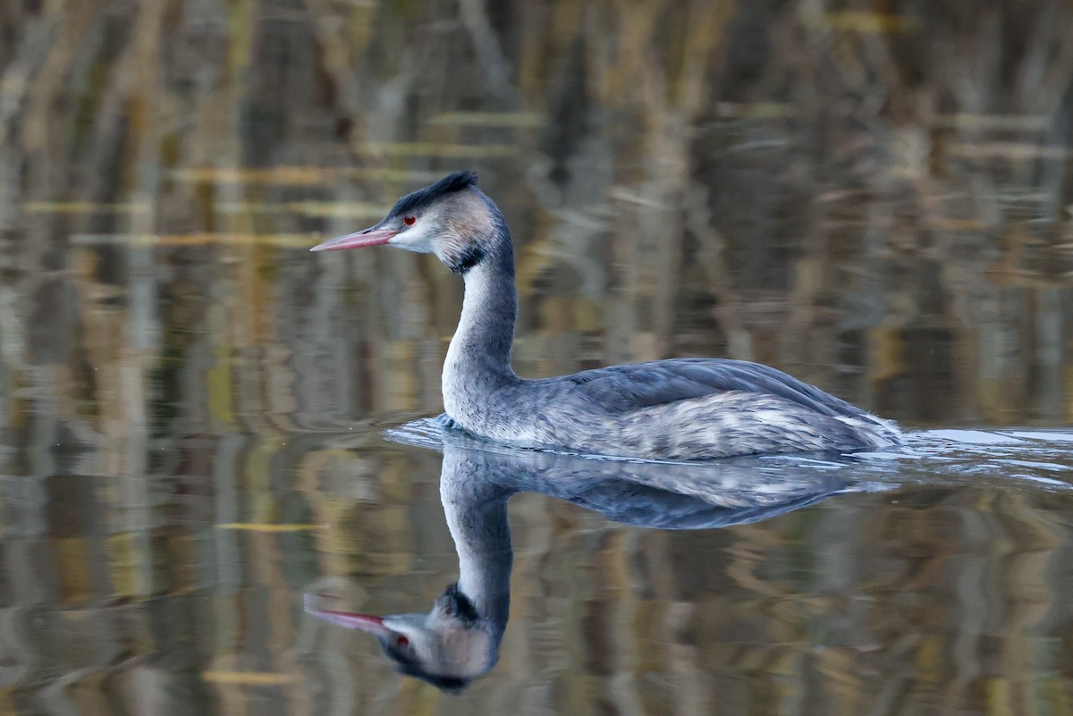 Great Crested Grebe - ML512086681