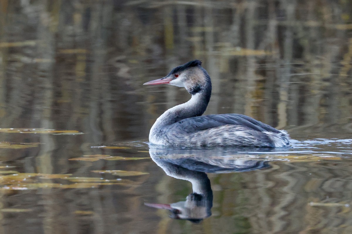 Great Crested Grebe - ML512086691