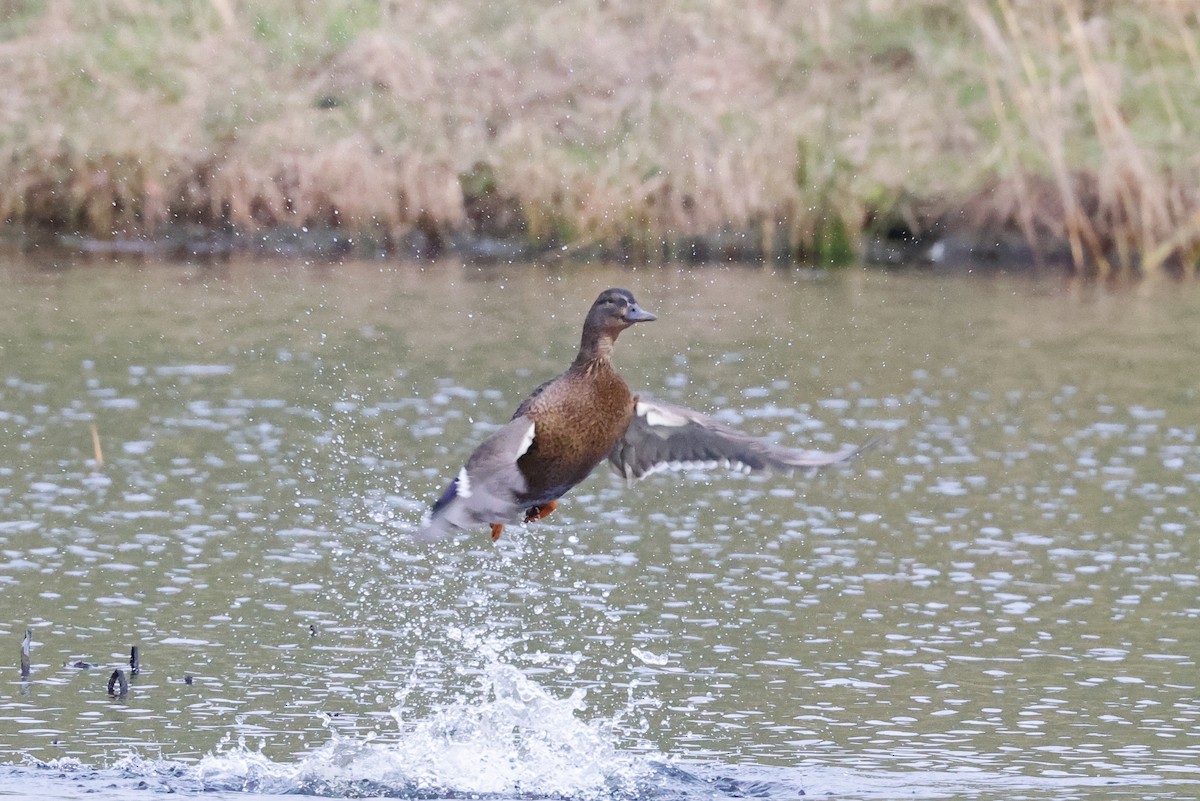 Mallard - ML512086791