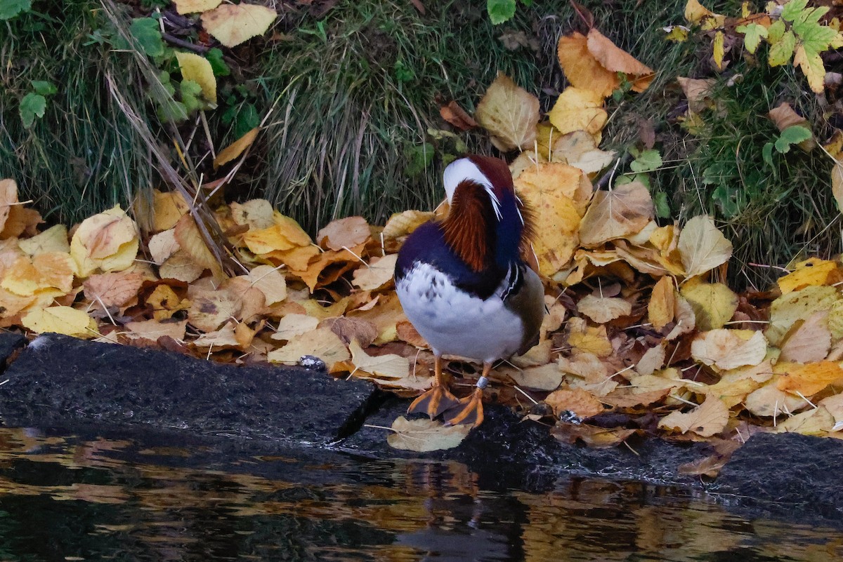 Mandarin Duck - ML512086801