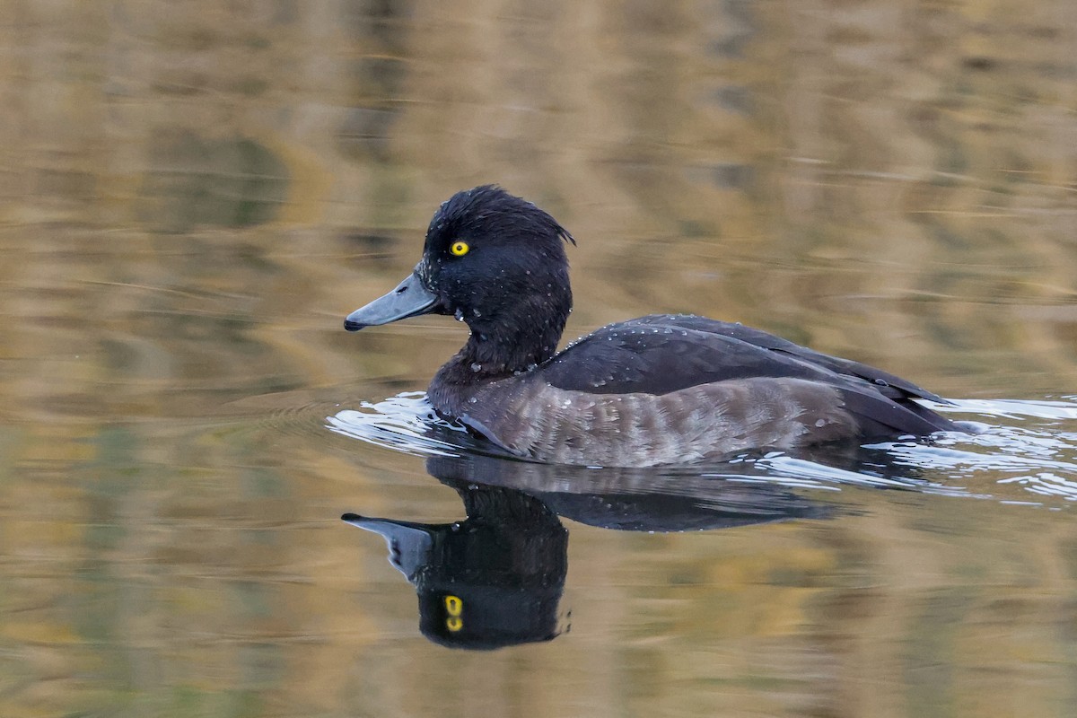 Tufted Duck - ML512086841