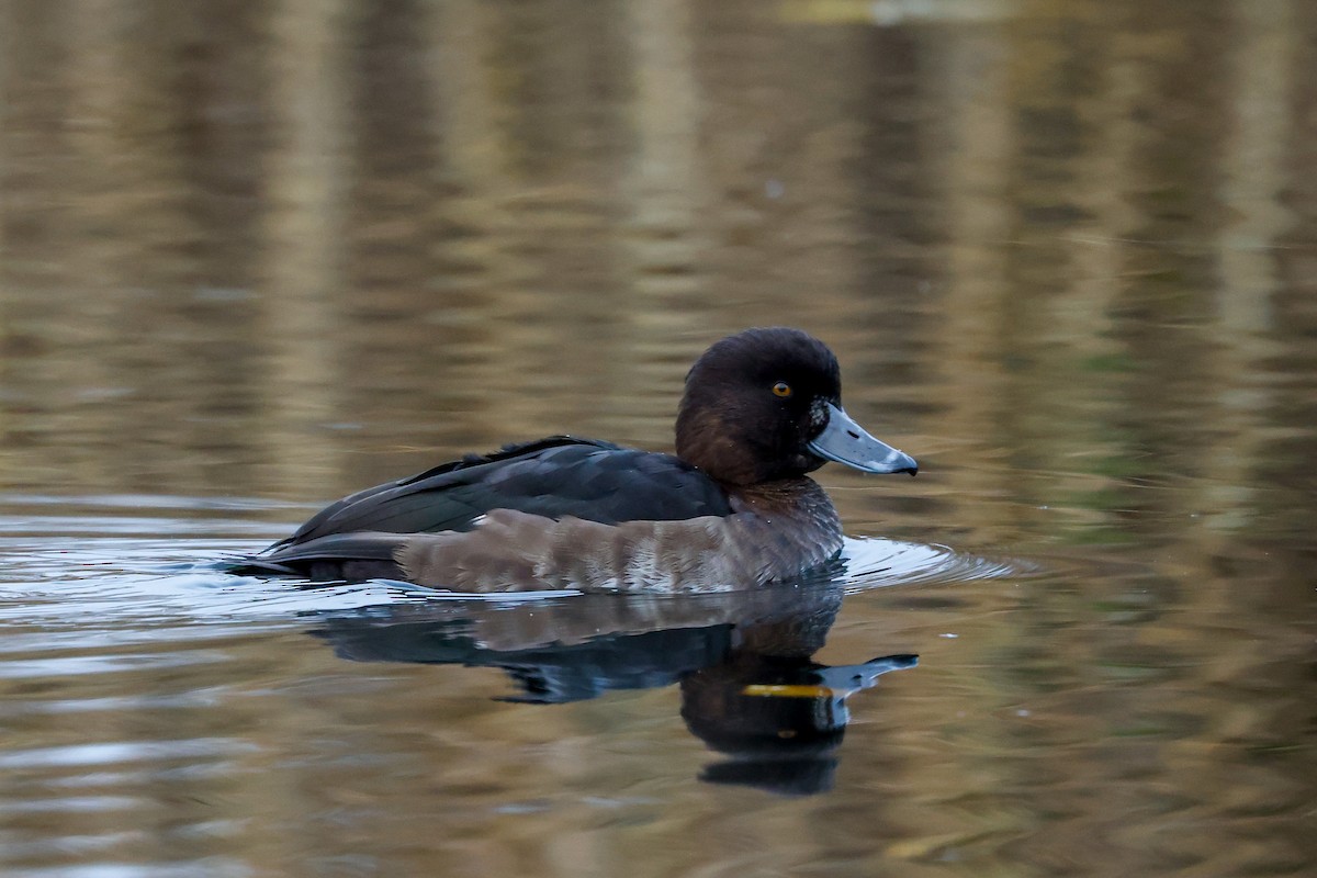 Tufted Duck - ML512086931