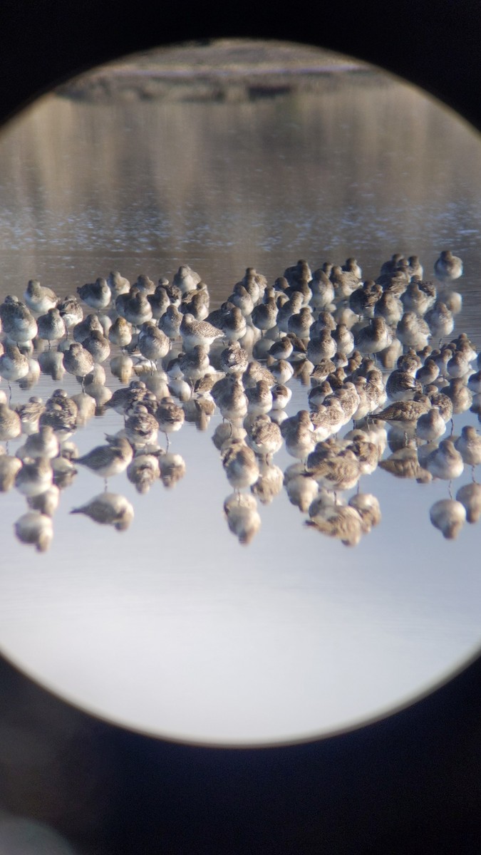 Pacific Golden-Plover - ML512087411