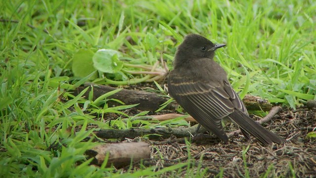 Black Phoebe - ML512087781