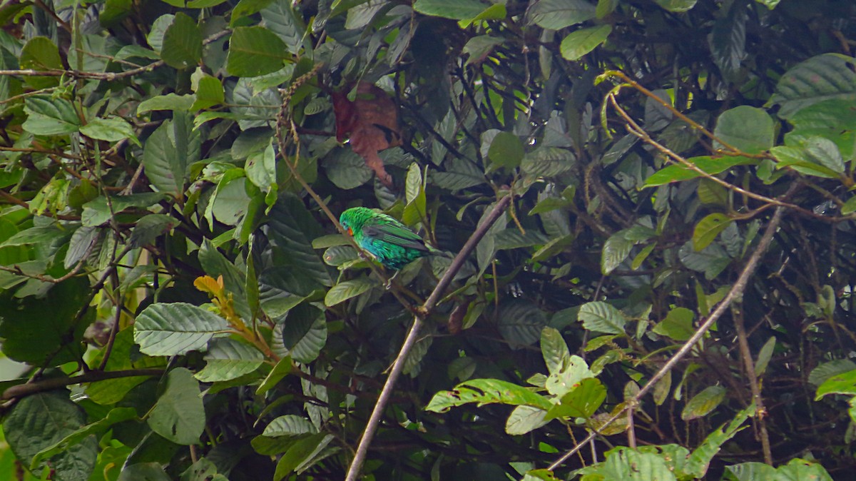 Orange-eared Tanager - ML51208881