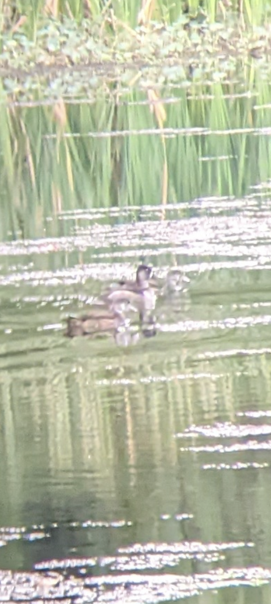 Ring-necked Duck - ML512089391