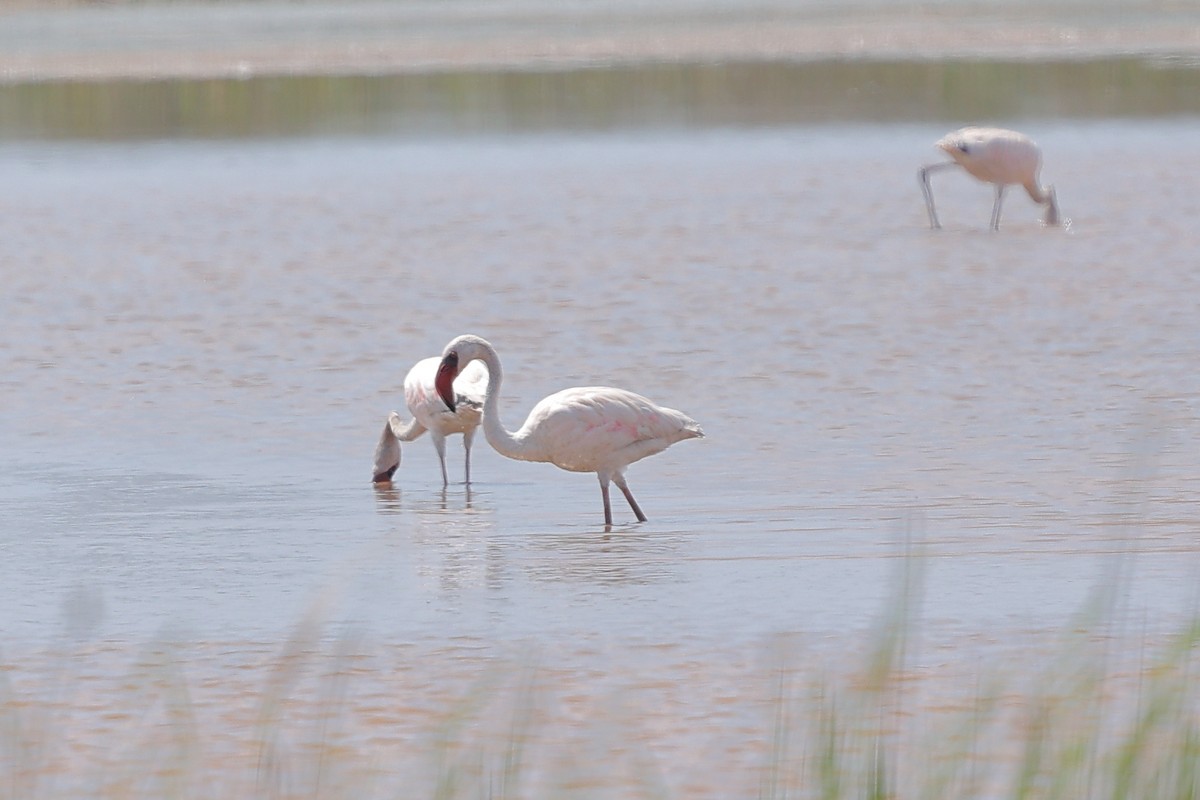 Lesser Flamingo - ML512089441