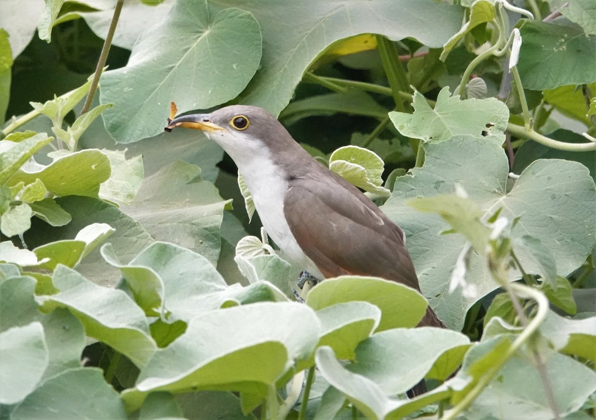 Yellow-billed Cuckoo - ML512090281