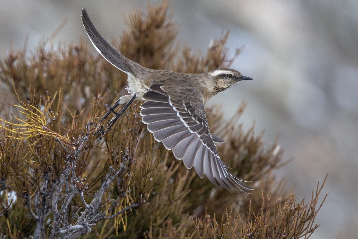 Chilean Mockingbird - ML512090391