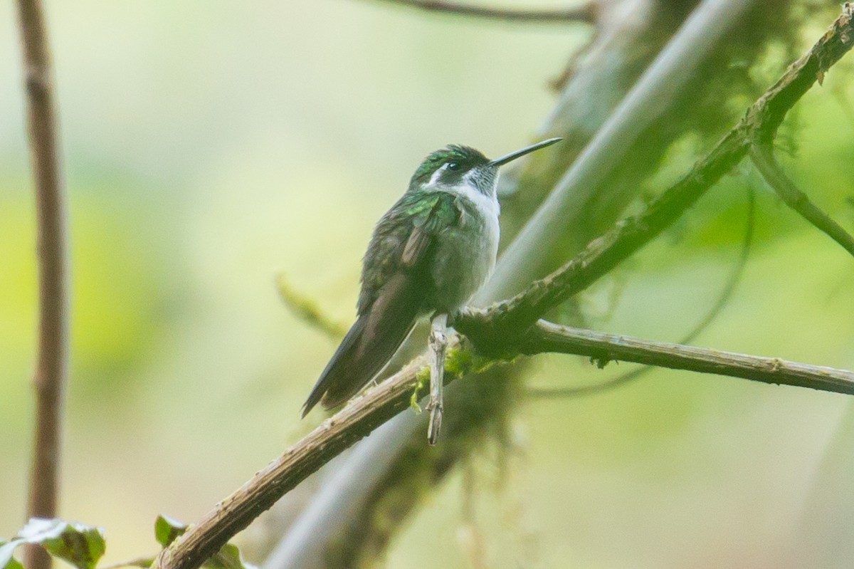 kolibřík salvadorský - ML51209041