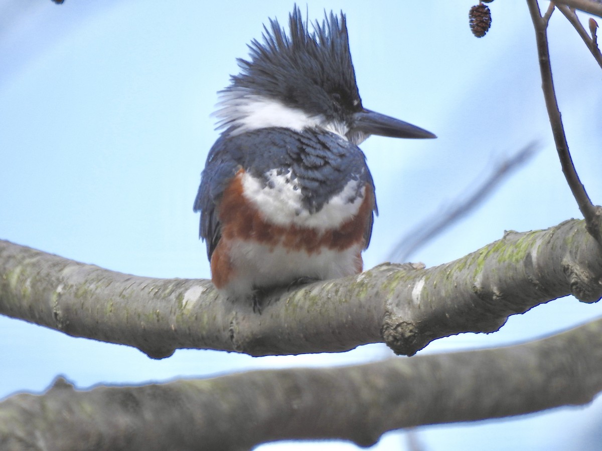 Martin-pêcheur d'Amérique - ML512090481