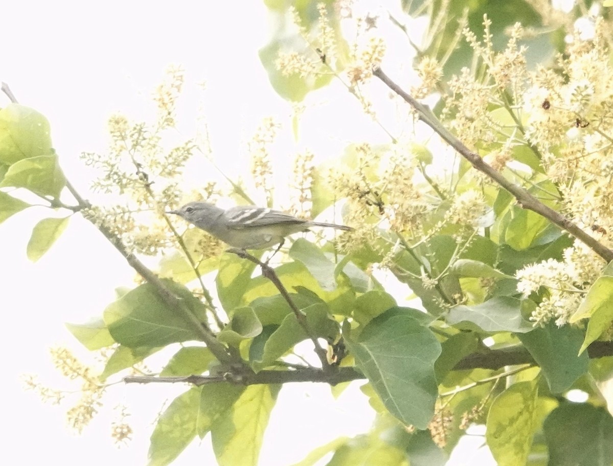 Plain Tyrannulet - ML512090611