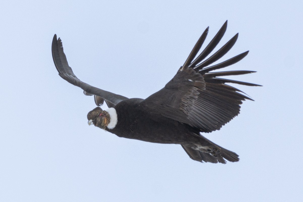 Andean Condor - ML512090661