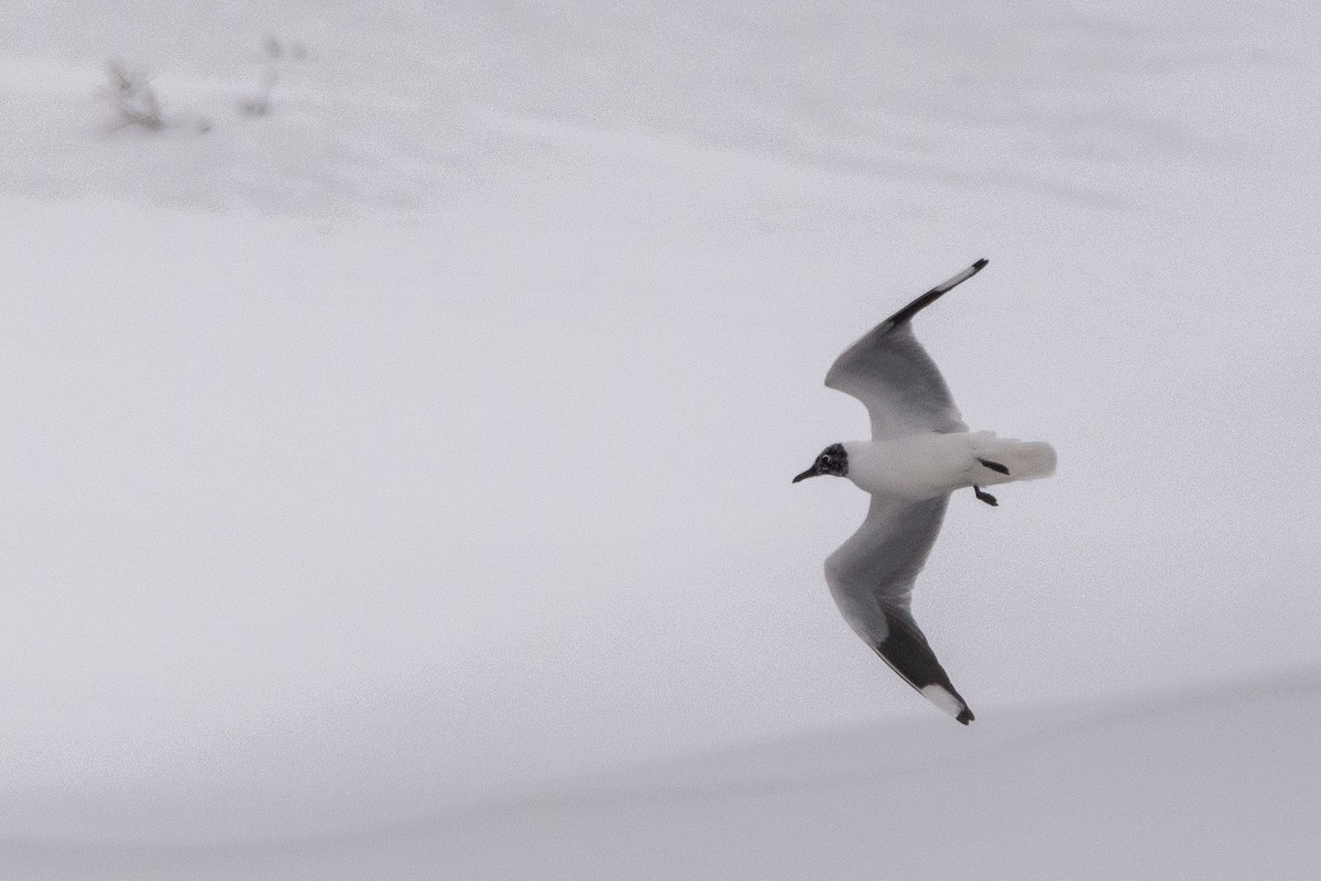 Andean Gull - Pablo Maass Zepeda