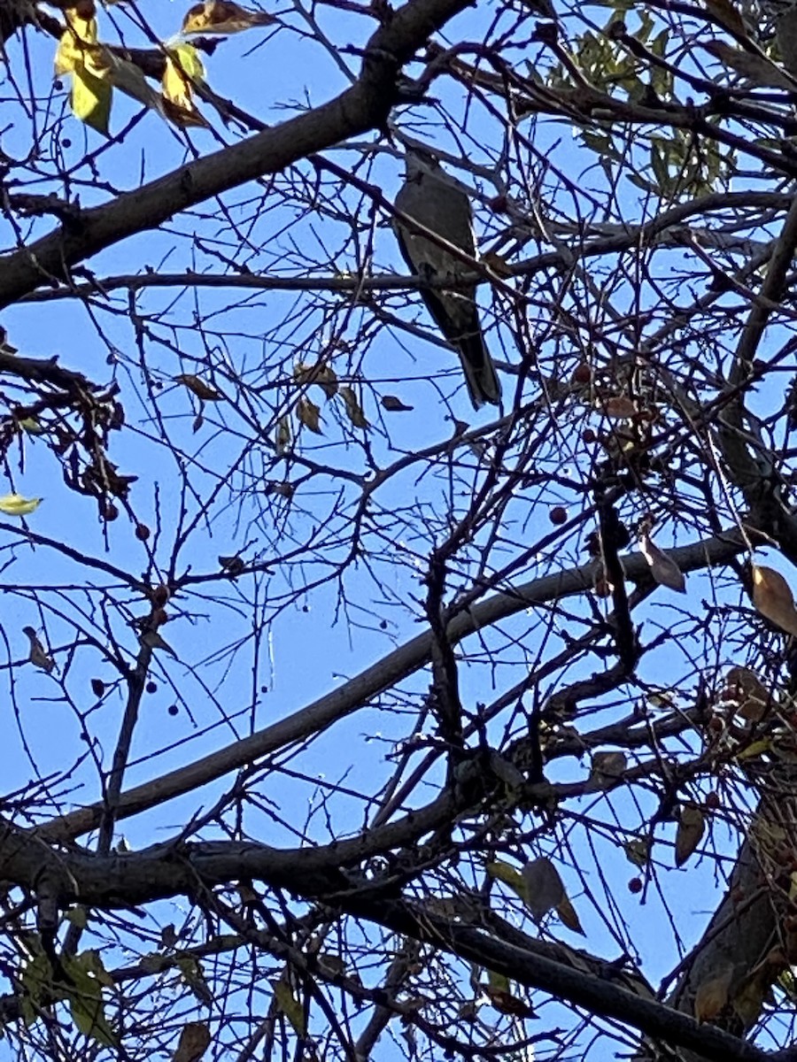 Townsend's Solitaire - ML512091871