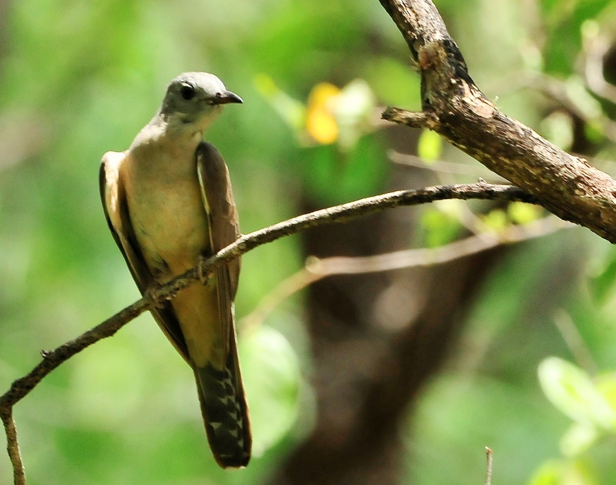 Brush Cuckoo - ML512091931