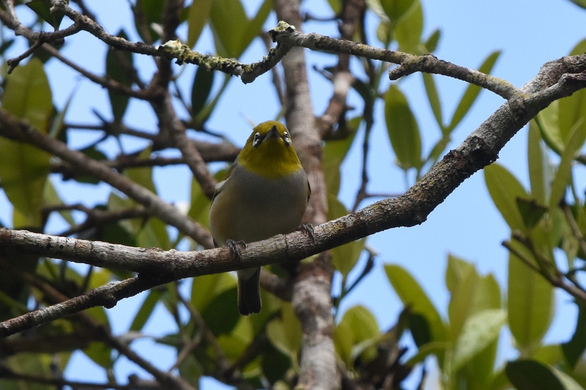 Graumantel-Brillenvogel - ML512093751