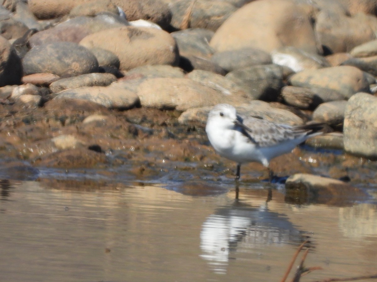 Sanderling - ML512093771