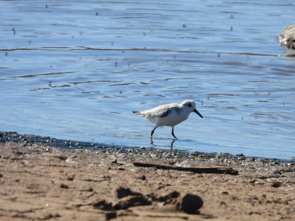 Sanderling - ML512093781