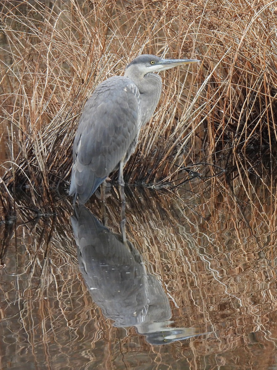 Great Blue Heron (Great Blue) - ML512095261