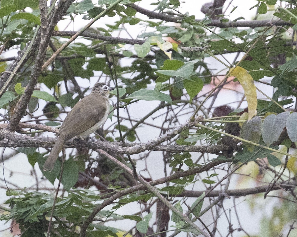 White-browed Bulbul - ML512098761
