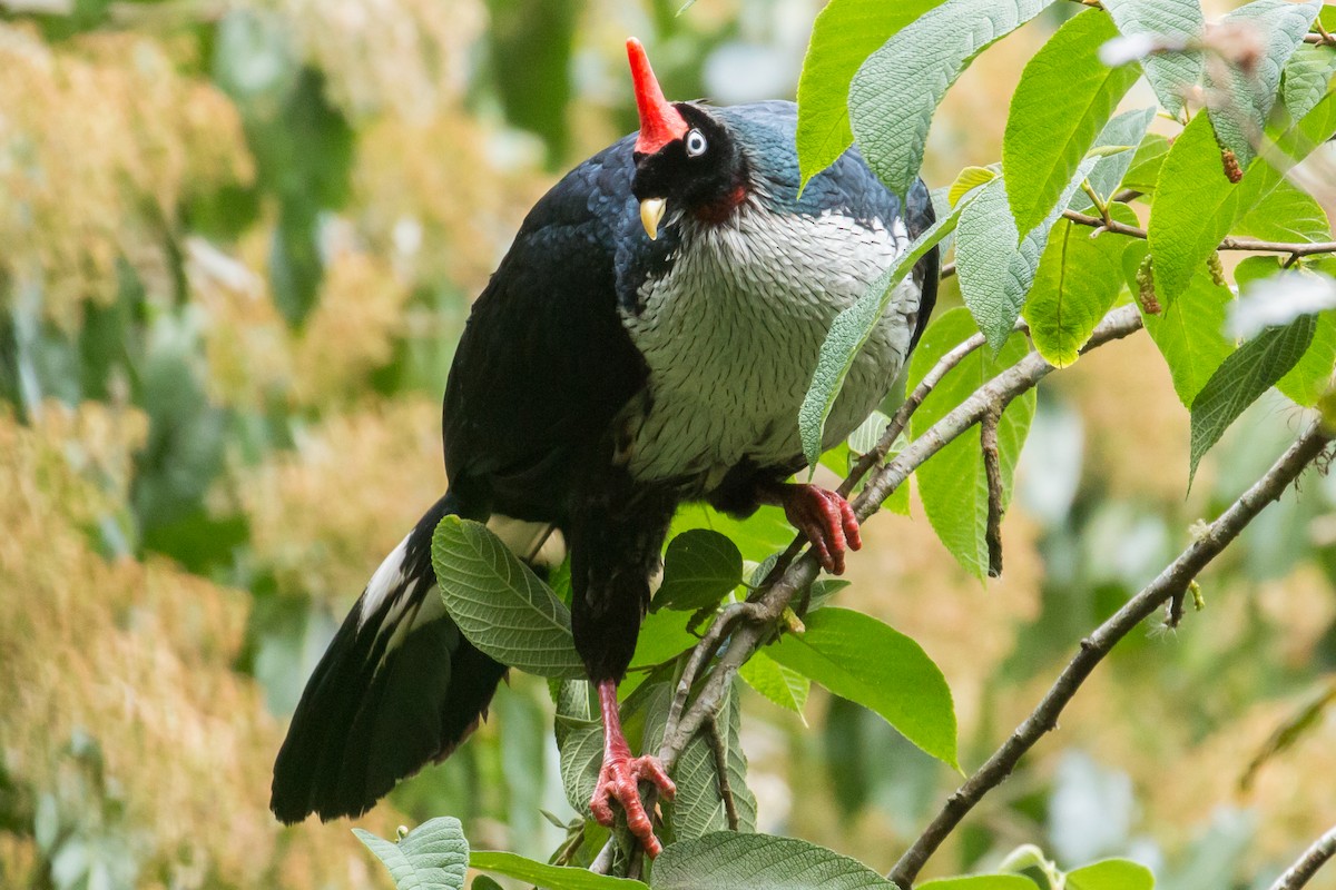 Horned Guan - ML51209951