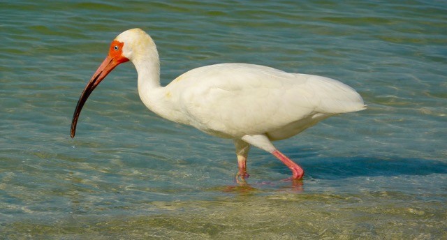 White Ibis - ML51210071