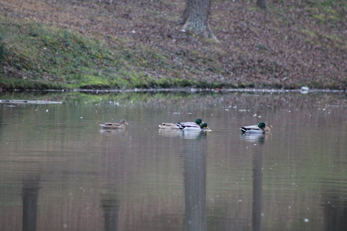 Canard colvert - ML512100781