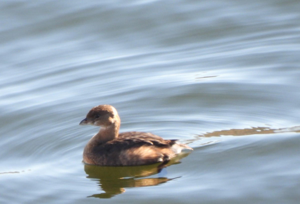 Pied-billed Grebe - ML512100981