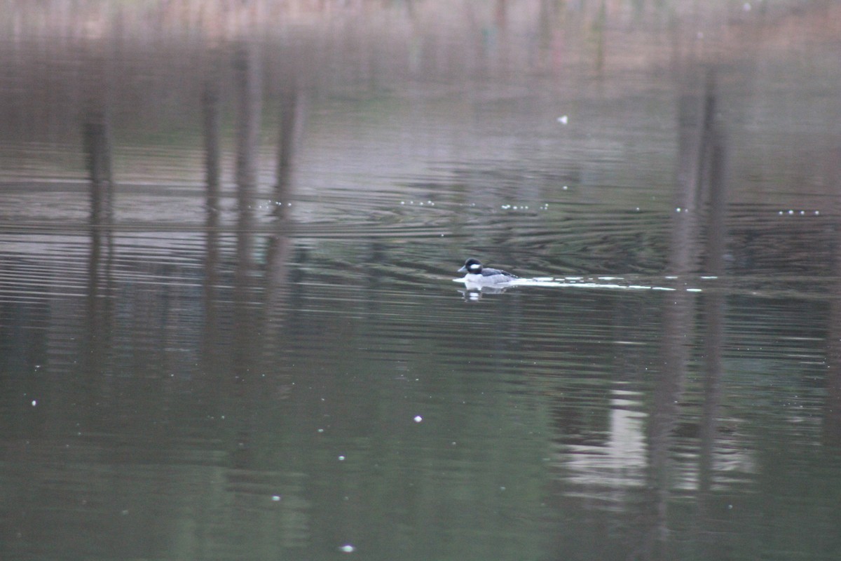 Bufflehead - ML512101031