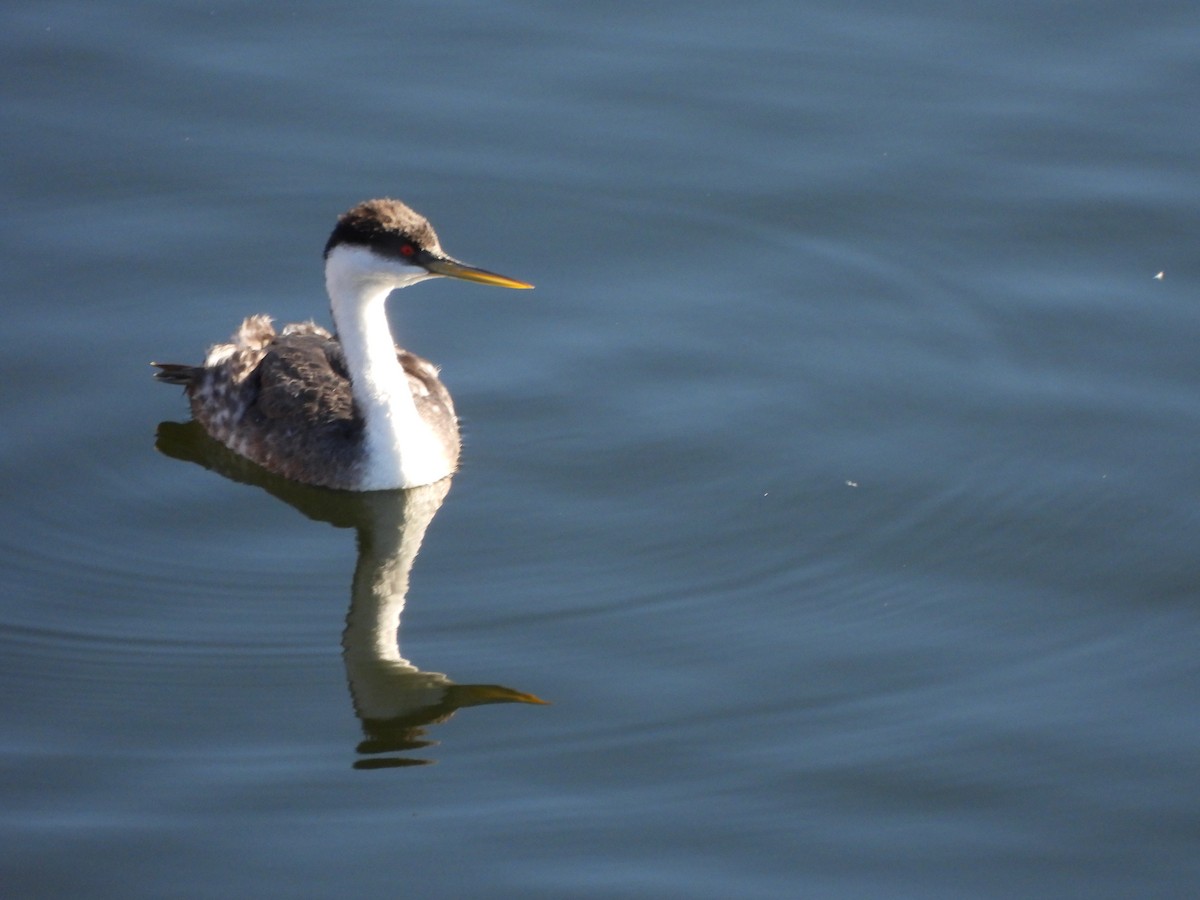 Western Grebe - ML512101121