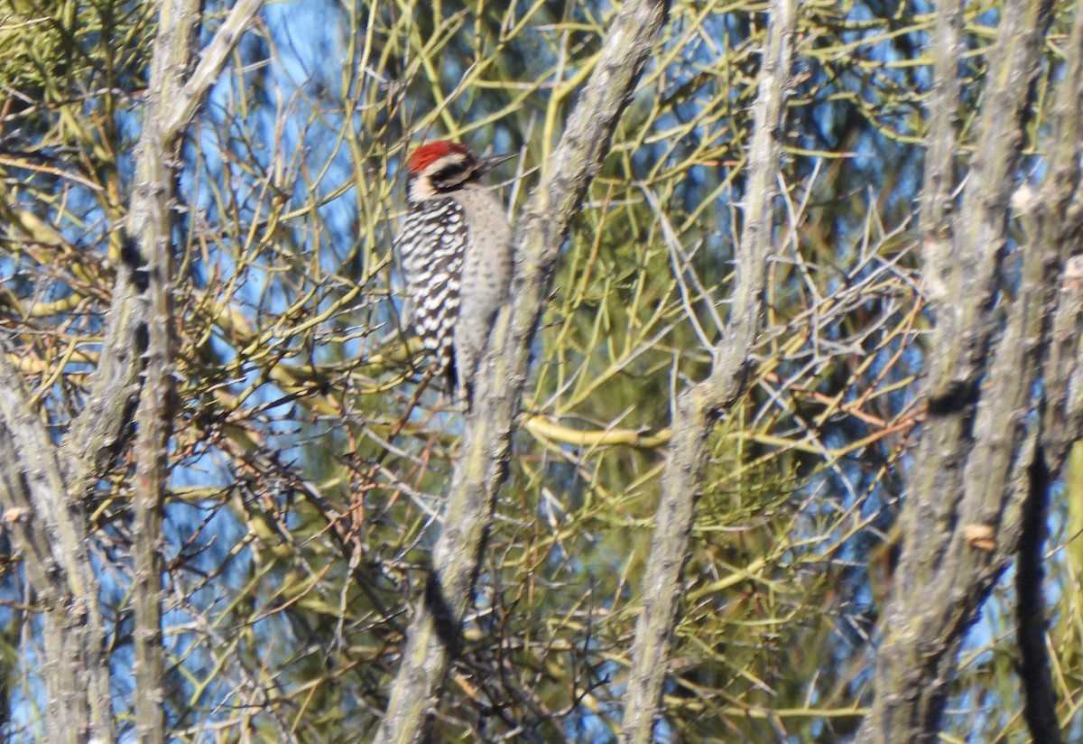 Ladder-backed Woodpecker - ML512101211