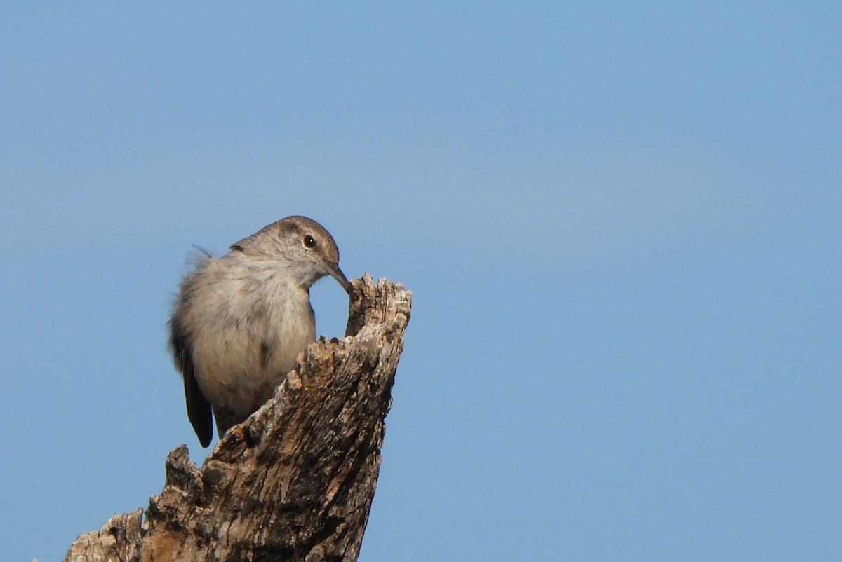 Rock Wren - ML512101361