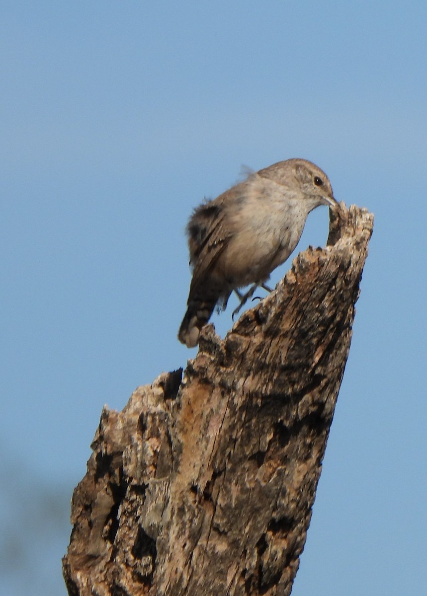 Rock Wren - ML512101371