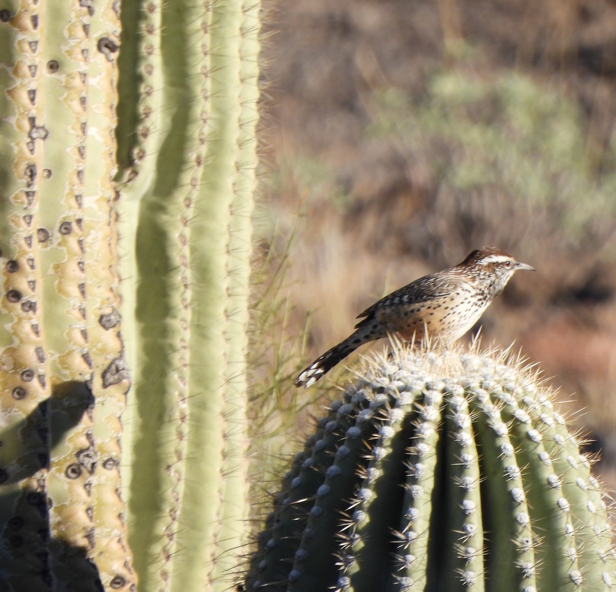 Cactus Wren - ML512101431