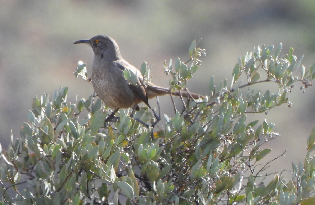 Curve-billed Thrasher - ML512101501