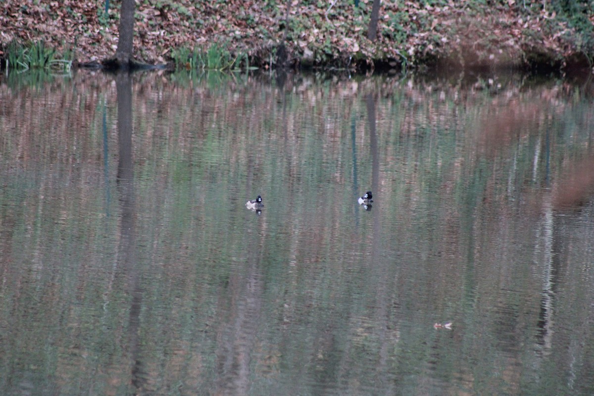 Ring-necked Duck - ML512101571