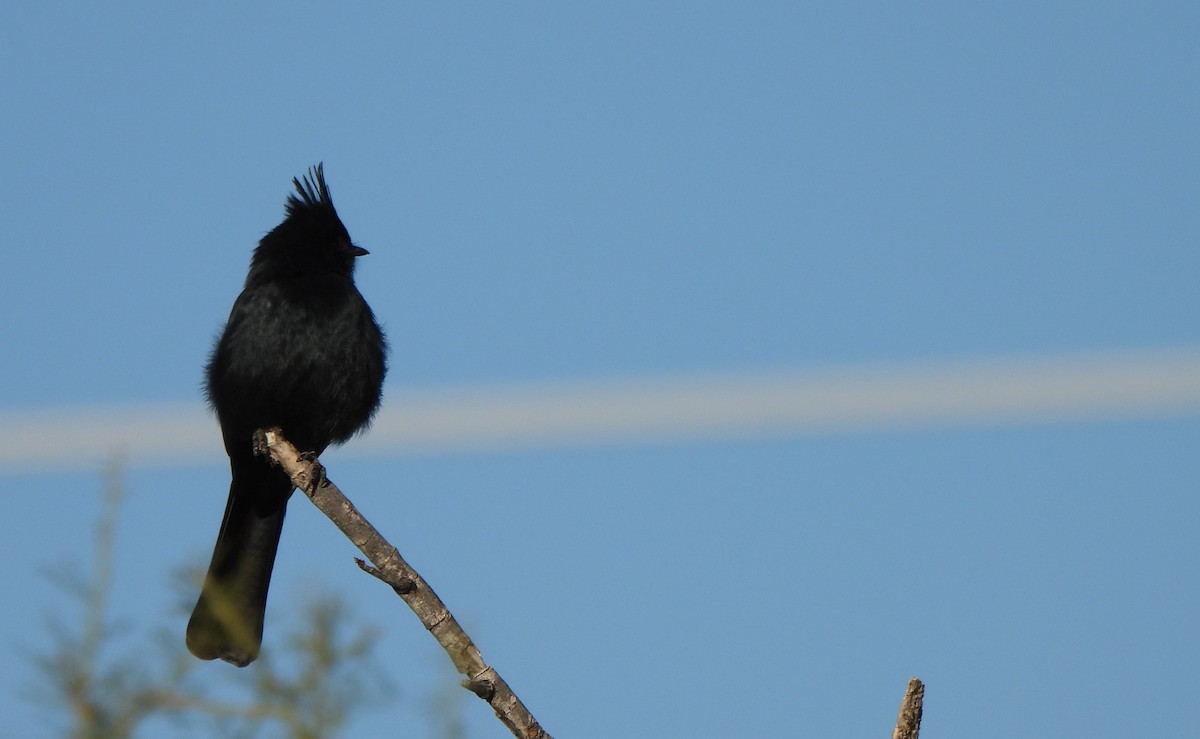 Phainopepla - ML512101581