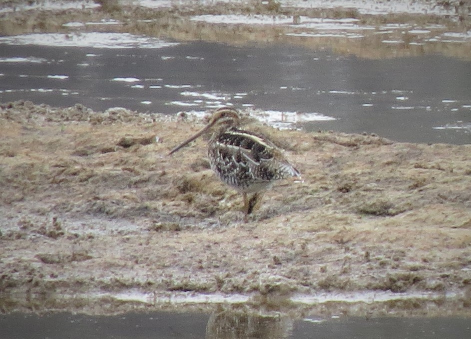 Wilson's Snipe - ML512101591