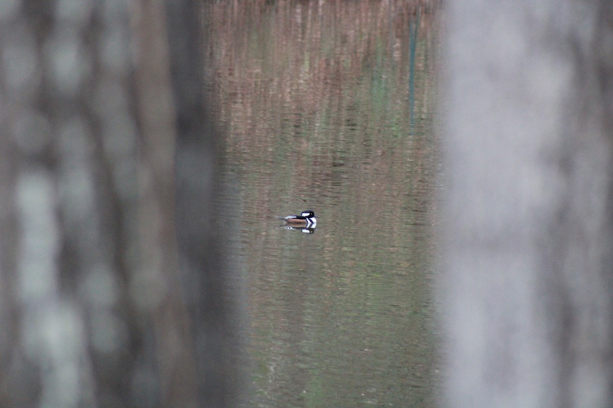 Hooded Merganser - ML512101811