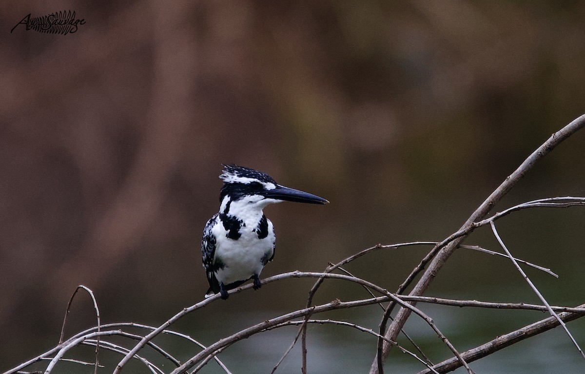 Pied Kingfisher - A S