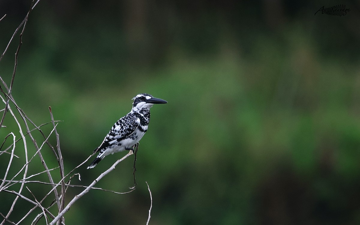 Pied Kingfisher - A S
