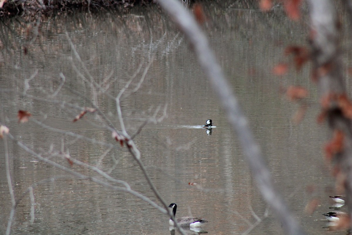 Hooded Merganser - ML512102131